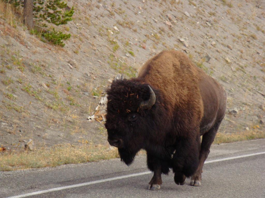 Yellowstone Wildlife Cabins Вест-Йеллоустоун Екстер'єр фото